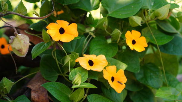 istock Thunbergia alata flowers bloom on a tree 2163397407