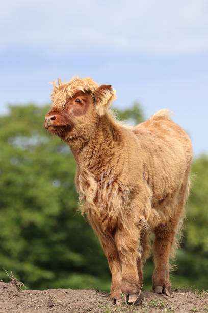 Close up of calf of highland cow