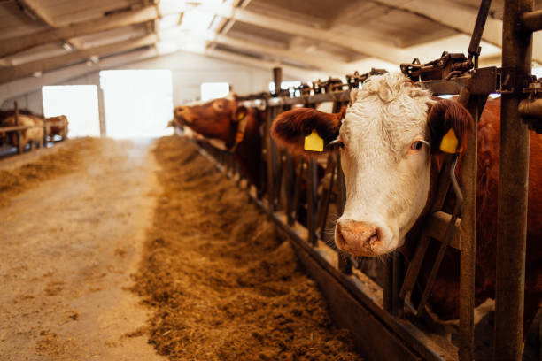 istock Close-up of a white and brown cow muzzle with identification tags in a closed cowshed. Pets are eating hay in the barn. Dairy cows on the farm. Cattle. 2163398718