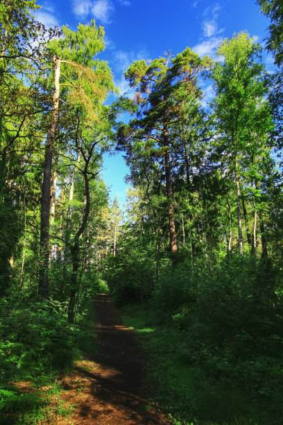 istock Forest path with tall green trees and bright blue sky on a sunny day 2163399174
