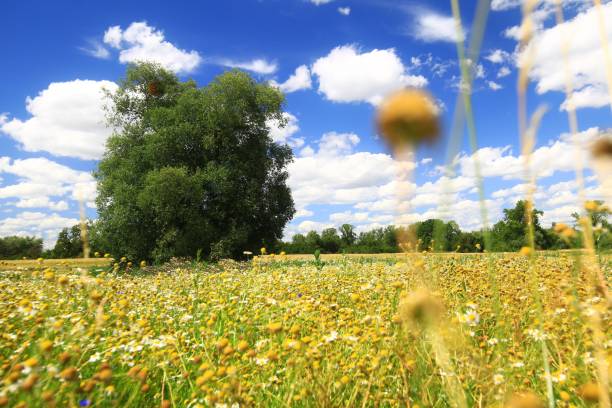 istock Field of wildflowers with large tree under a blue sky with clouds in Germany 2163399227