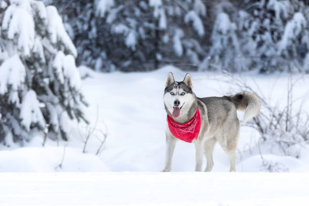 Purebred Husky dog portrait with red scarf, standing in snow with eyes closed, smiling