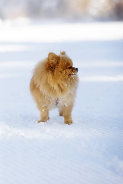 istock orange pomeranian spitz outdoors in winter 2163399554