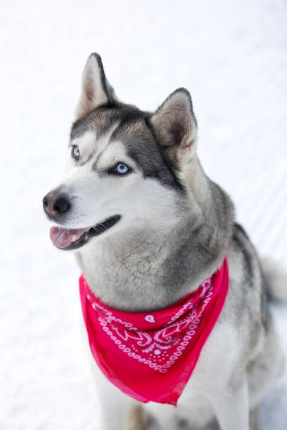 istock Husky dog with red scarf close-up, smiling 2163399619