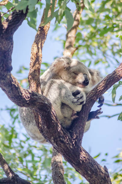 istock Cute koala bear resting on eucalyptus tree in its natural habitat on Magnetic Island, Queensland, Australia. 2163399832