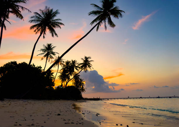 istock Summer with sunset scene with  palm trees background as texture frame background 2163400258