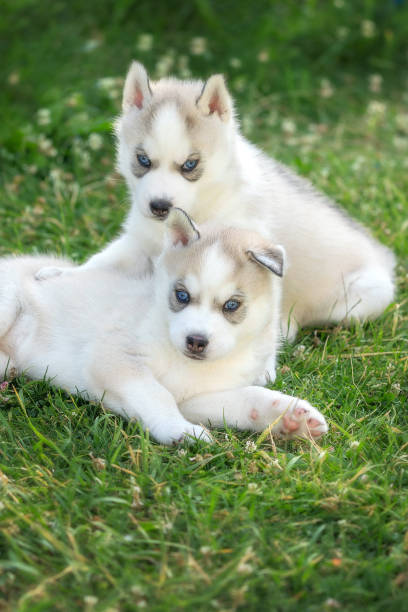 istock Two small husky puppies with blue eyes, portrait 2163400762