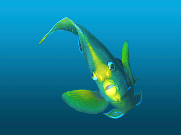 Abstract illustration of sea creatures on blurry blue background. My underwater photographs as an art project. An angelfish in a picturesque pose, isolated against a blue gradient background. Underwater photograph of a very colorful inhabitant of a coral reef in Raja Ampat, West Papua in Indonesia.