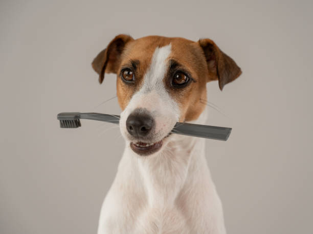 istock Jack Russell Terrier dog holds a toothbrush in his teeth. 2163401526
