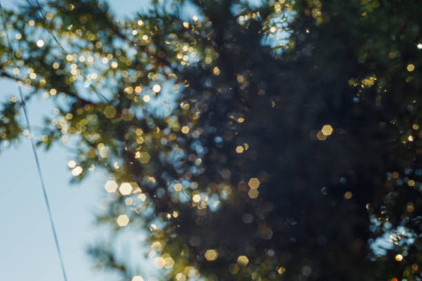 Glowing drops of water on the juniper branch after rain. Abstract background. Small depth of field