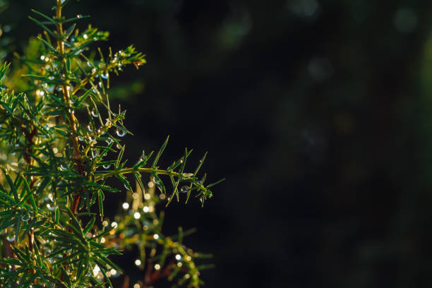 Glowing drops of water on the juniper branch after rain. Abstract background. Small depth of field