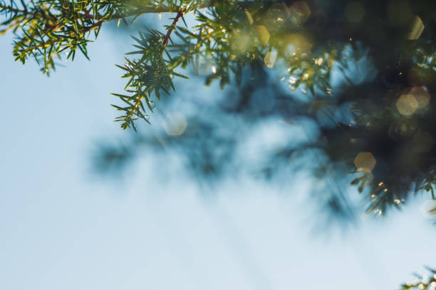 istock Glowing drops of water on the juniper branch after rain. 2163405658