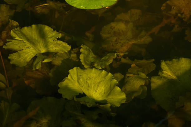 istock Water plants are lit by the evening sun. River underwater plants. 2163405985