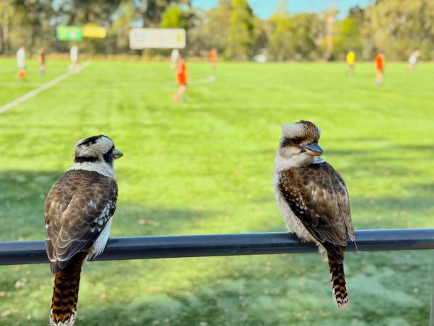 Two kookaburras on the sideline with a football match.  Wildlife thriving in sporting communities