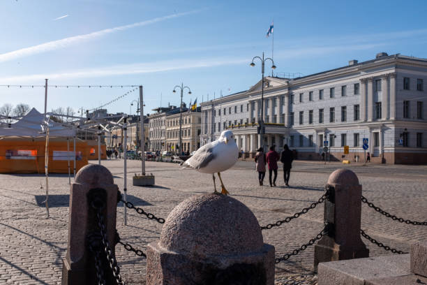 istock Seagull on a bollard at the market square 2163411648