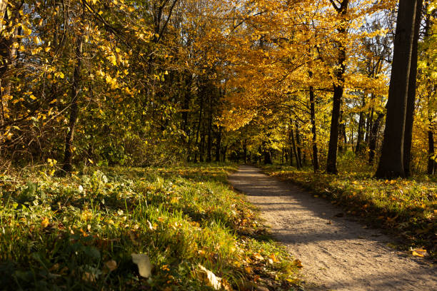 Autumn sunny nature with trees and yel path road landscape
