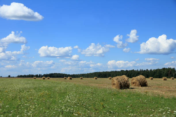 beautiful rolls of hay in a hilly field with a blue cloudy sky with highway repairs visible in the distance