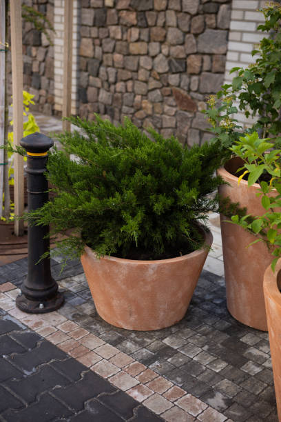 istock coniferous tree in a pot on a city terrace potted plants 2163412798