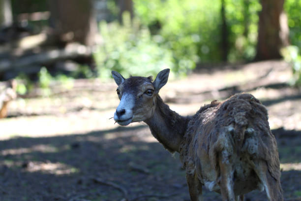 female mouflon turning to look back, female mouflon, face of a sheep, cute mouflon