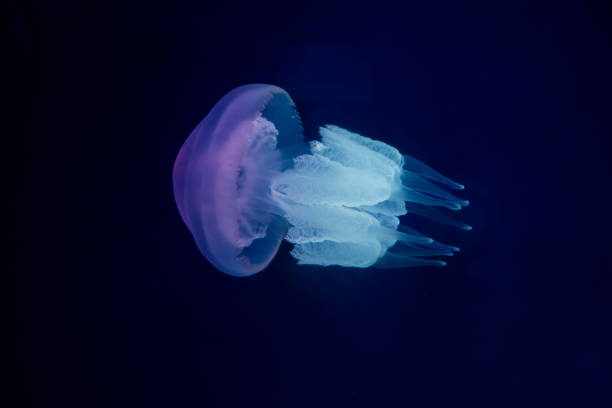 istock Jellyfish and Ocean Background Series - 4 2163413564