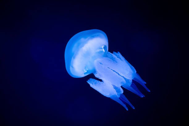 istock Jellyfish and Ocean Background Series - 2 2163413902