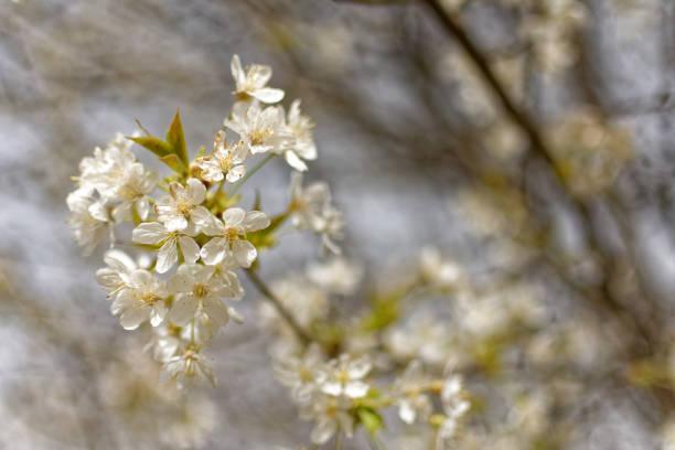 Spring apricot flowers