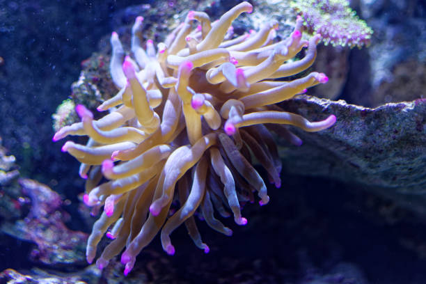 Coral fauna in Haus Des Meres aquarium from Vienna