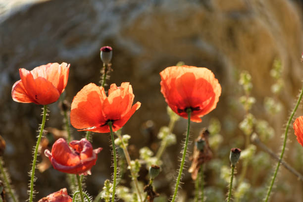 Morning poppy flowers in the meadow