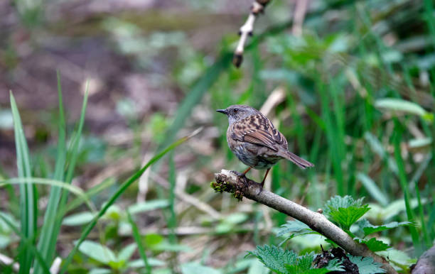 istock Dunnocks at a woodland feeding site 2163416896