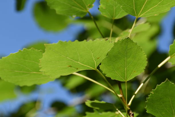 istock Fresh Leaves Of Aspen Tree 2163418192