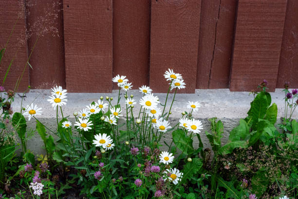 istock Daisies by the fence. 2163418494