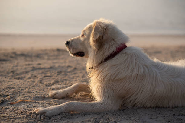 A white dog with a red collar is peacefully resting on the sandy beach