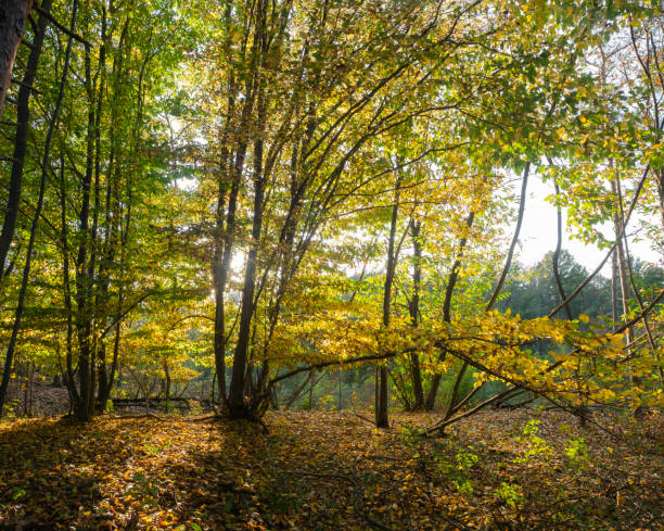 Sunbeams filter through the tall trees of a peaceful forest, casting warm golden hues and enchanting shadows. Located in Spain's Majorca, this tranquil scene invites moments of reflection and harmony with nature.