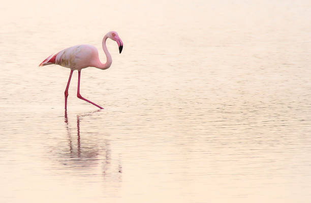 istock Phoenicopterus roseus, Flamingo. 2163421897