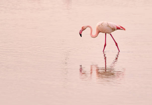 istock Phoenicopterus roseus, Flamingo. 2163421898