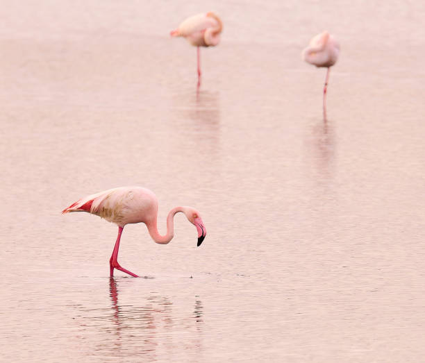 istock Phoenicopterus roseus, Flamingo. 2163421901