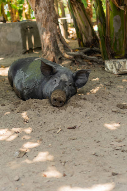 Black pig lying down on dirt in a shaded tropical farm environment