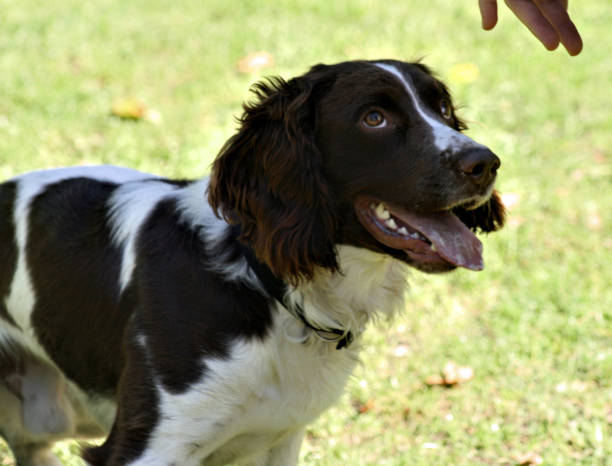 istock Dog Being Trained By Owner 2163424445