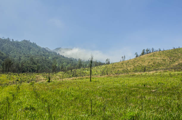vast plains are covered with upland grass