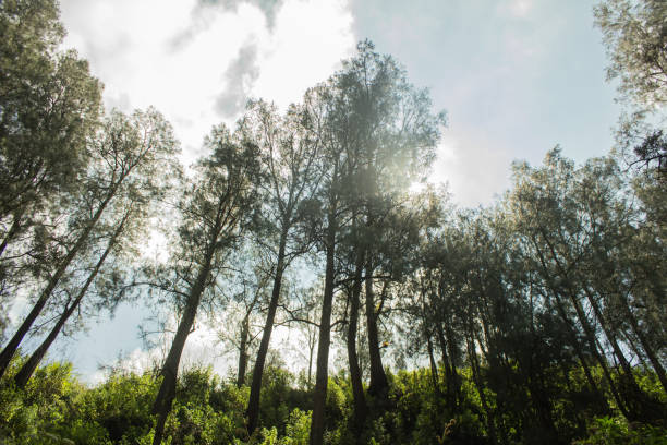 sun, forest, dryness, danger