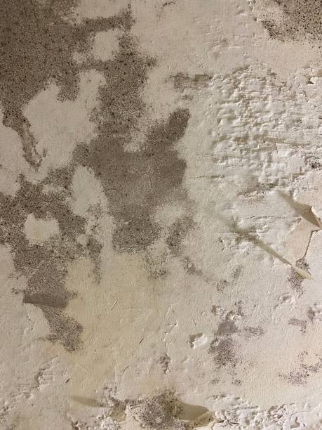 istock Black mold infestation on a white painted bathroom ceiling 2163425381