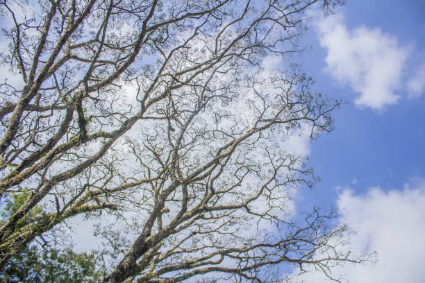 Beautiful tree with branches and few remaining fallen leaves