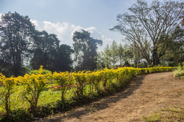 istock Plants are neatly arranged 2163427055