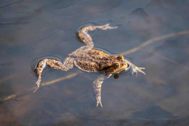 istock Brown frog swimming in a pond, close up 2163431157