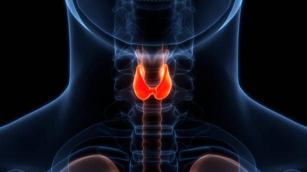 istock Human Body Glands Thyroid Gland Anatomy 2163431166