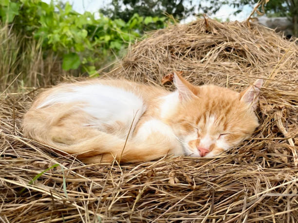 istock domestic red cat sleeps on a haystack in the village 2163437806