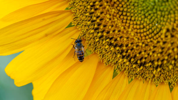 istock Honey bee collecting pollen on a sunflower. 2163437837