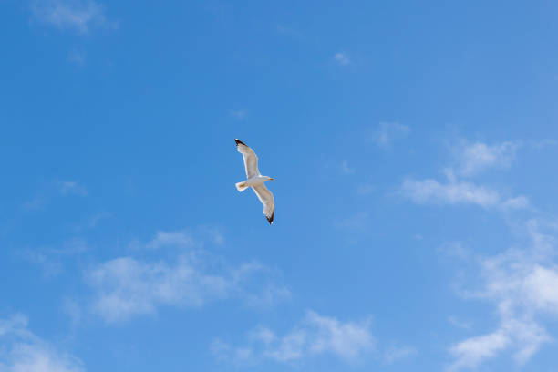 istock Seagull soaring in blue sky on a sunny day, serene view. 2163437991