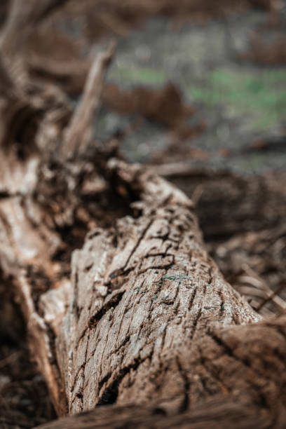 istock Richmond Park’s Fallen Wood: A Study in Texture and Decay 2163439543
