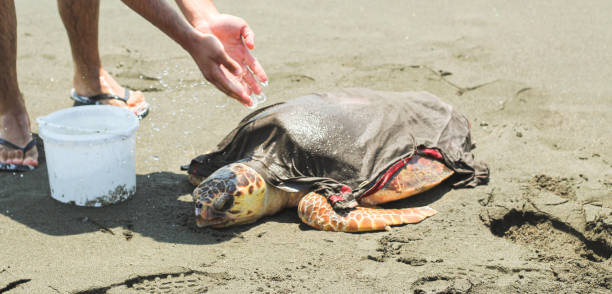 istock A man trying to keep a tired and sick loggerhead turtle (caretta caretta), washed up on the beach, alive and safe. 2163440298